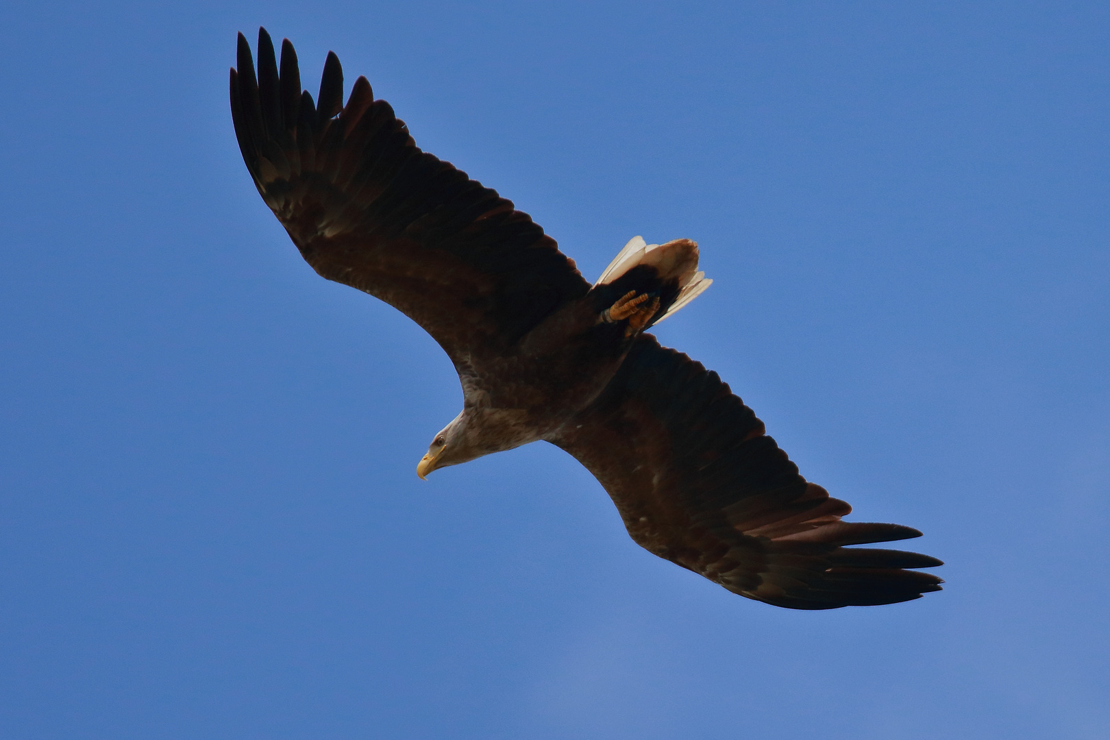 Seeadler