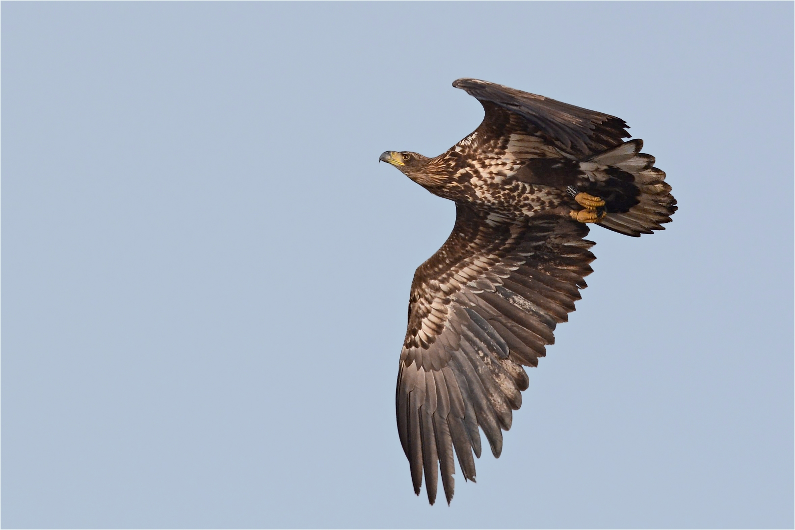 Seeadler