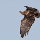 Seeadler