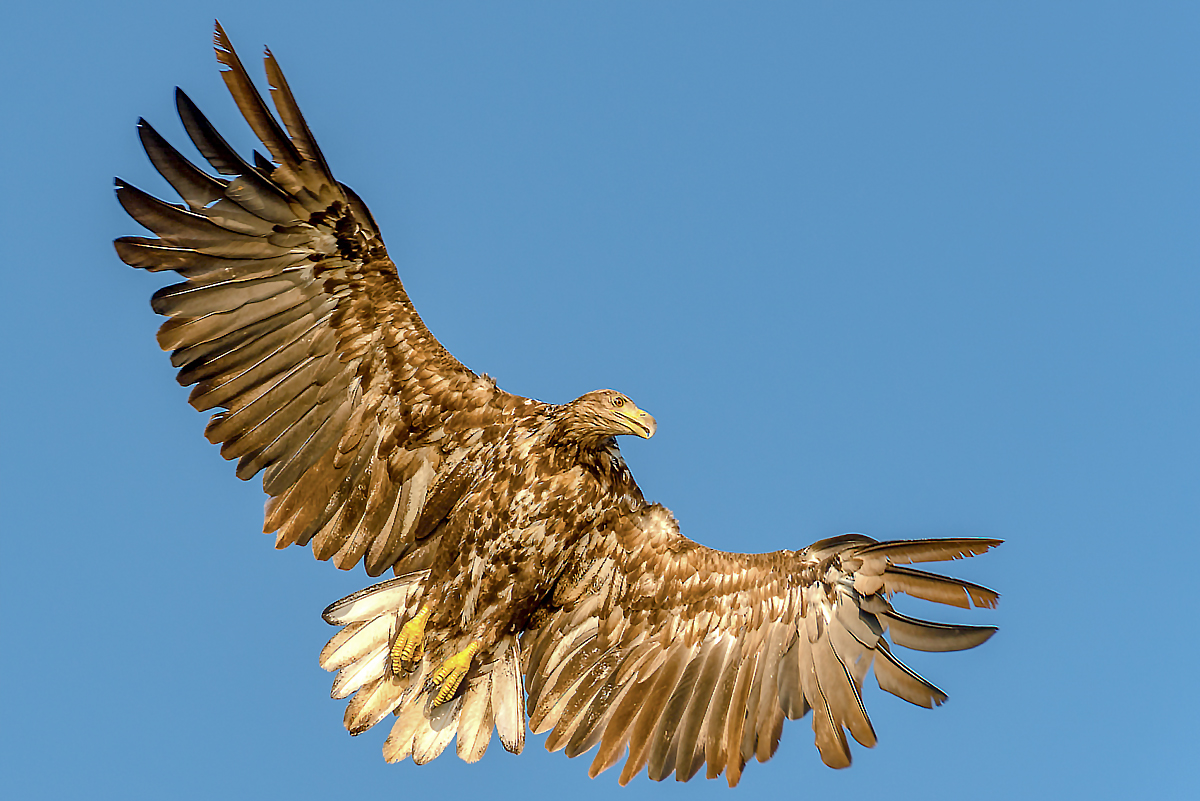 Seeadler