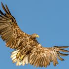 Seeadler