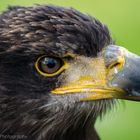 Seeadler