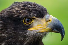 Seeadler