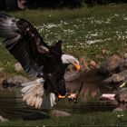 Seeadler