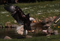 Seeadler