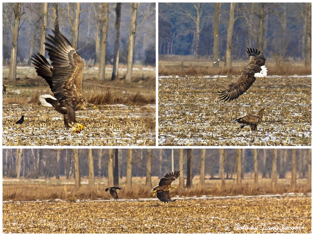 Seeadler