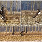 Seeadler