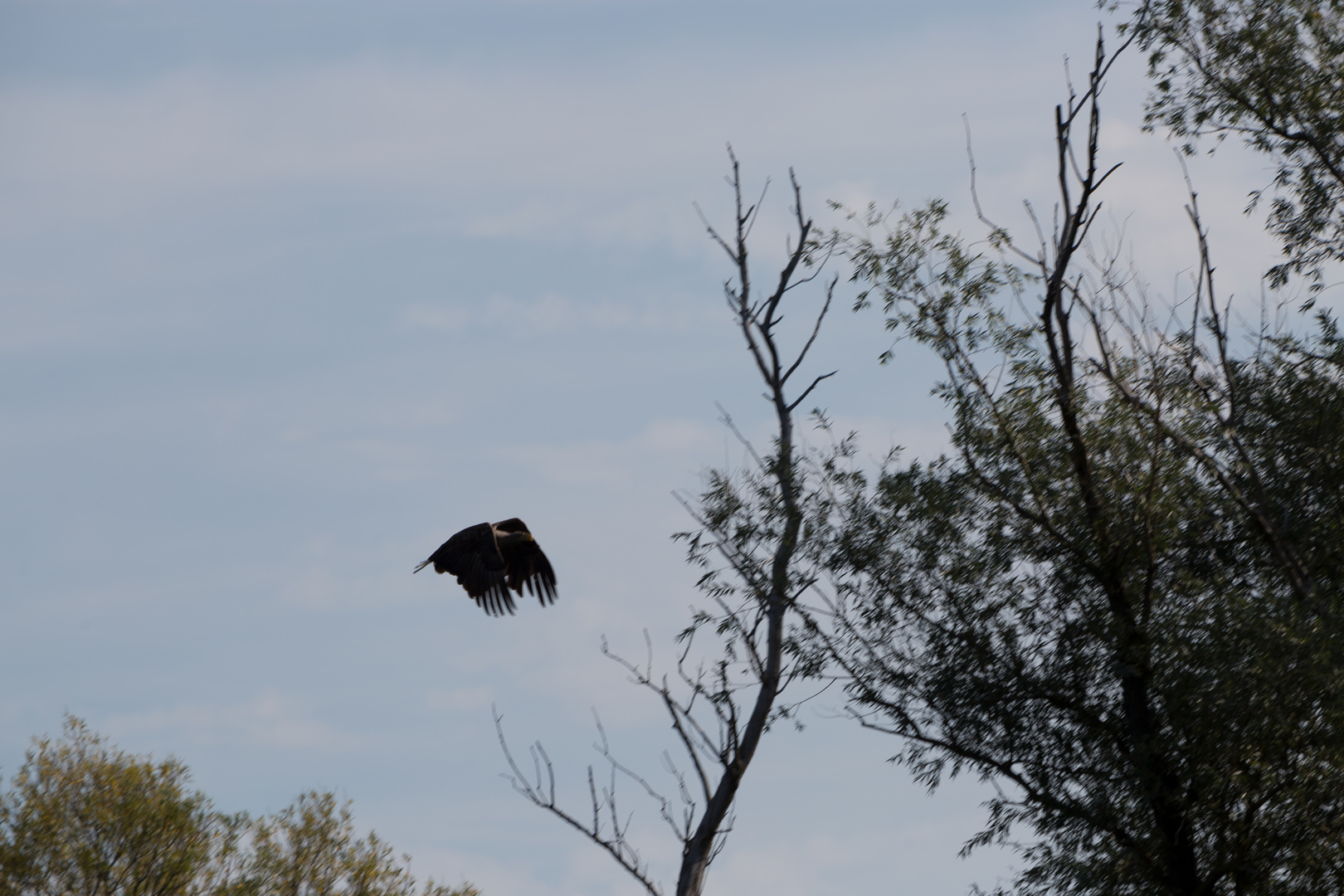 Seeadler