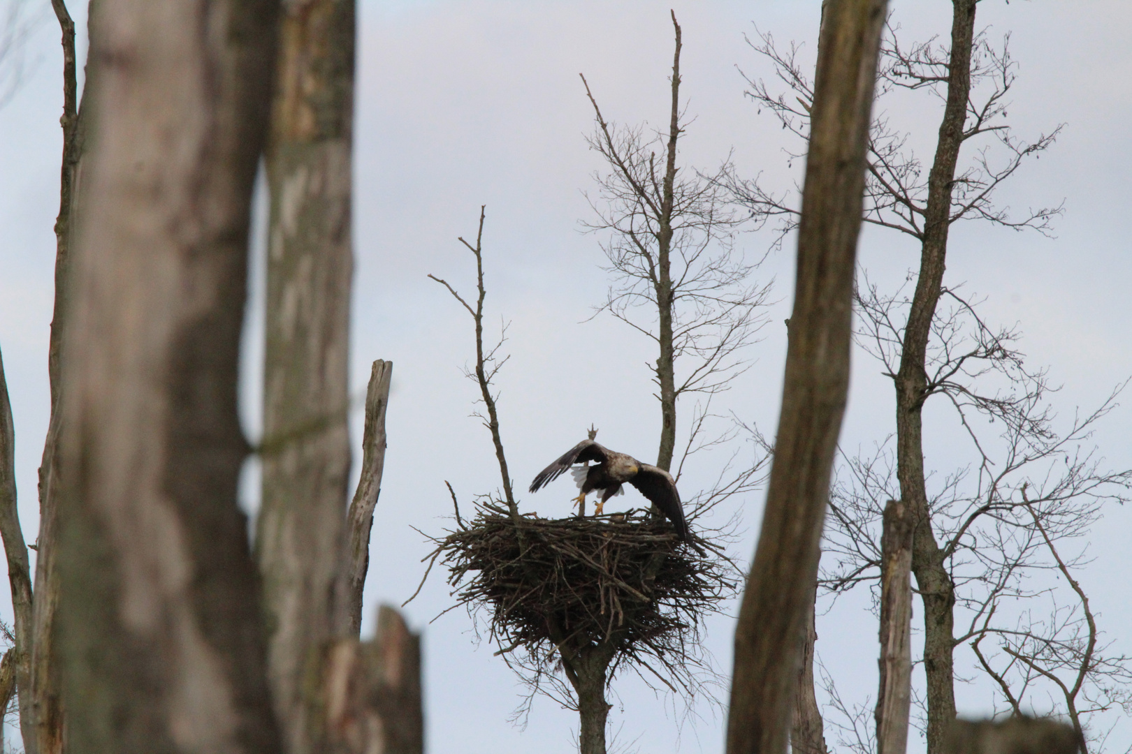 Seeadler