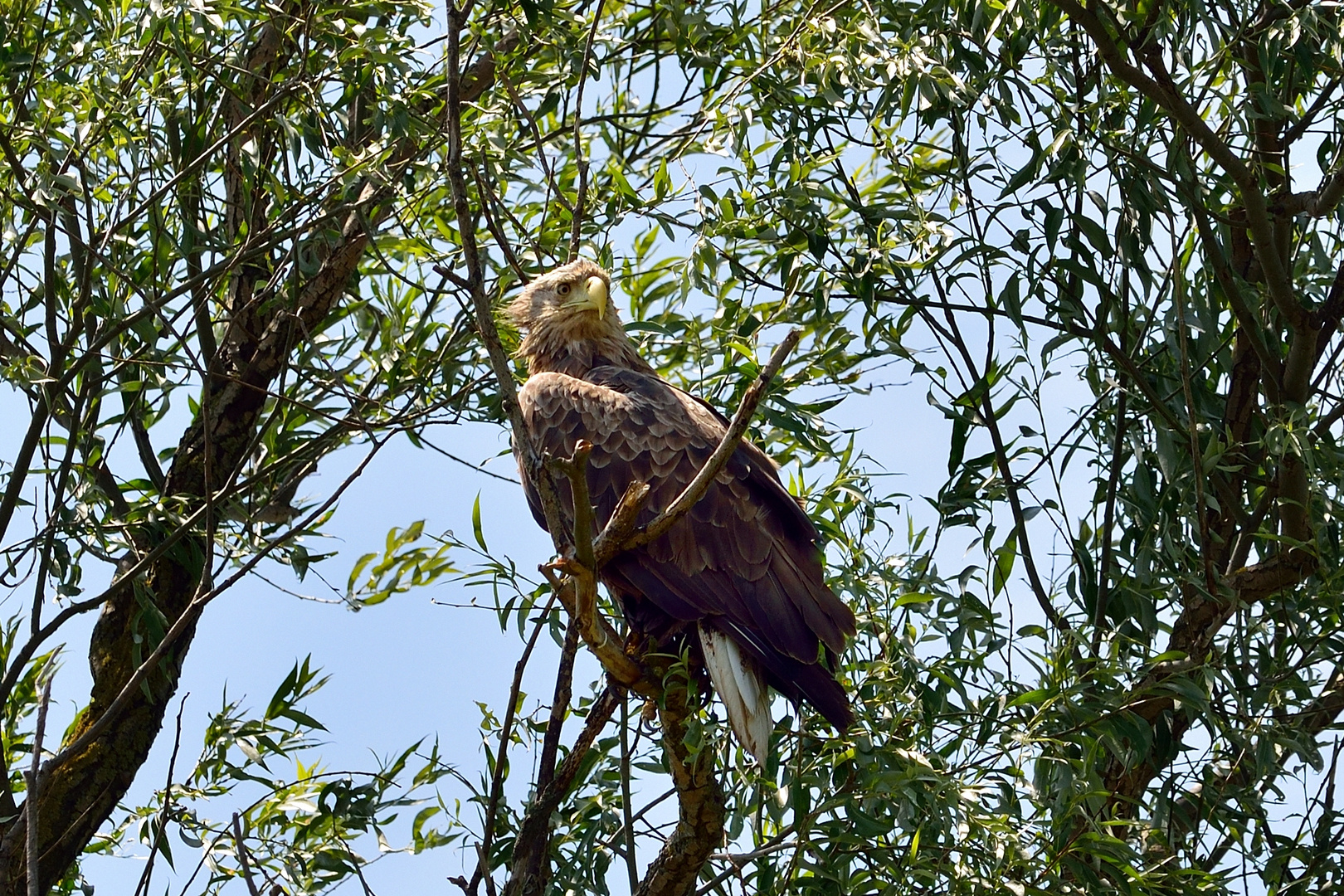 Seeadler