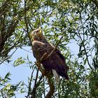 Seeadler