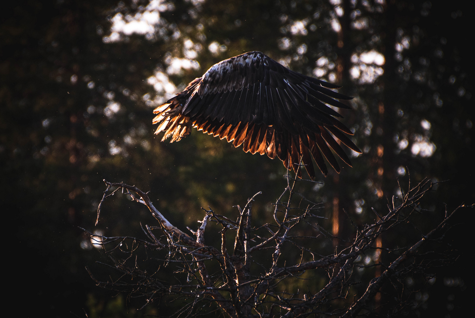 Seeadler