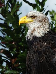 Seeadler