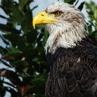 Seeadler