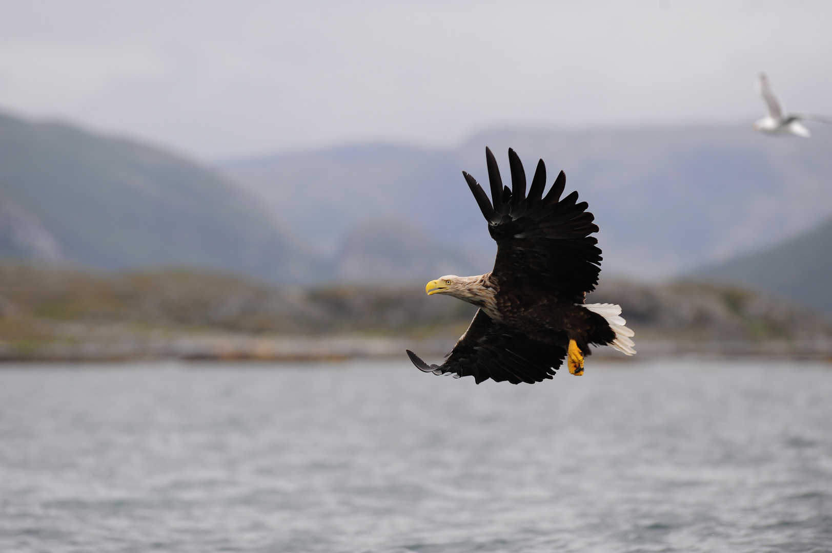 Seeadler