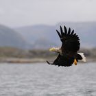 Seeadler