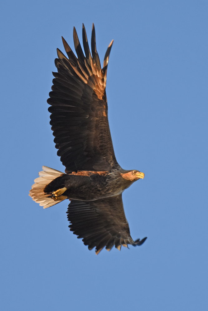 Seeadler