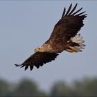 Seeadler