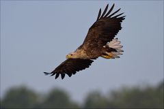 Seeadler