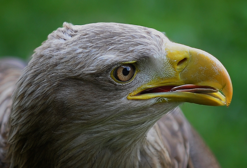 Seeadler