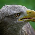 Seeadler