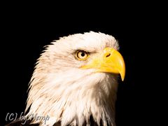 Seeadler