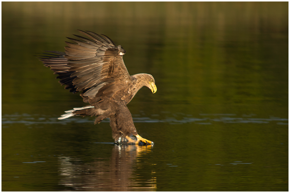 Seeadler....