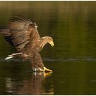 Seeadler....