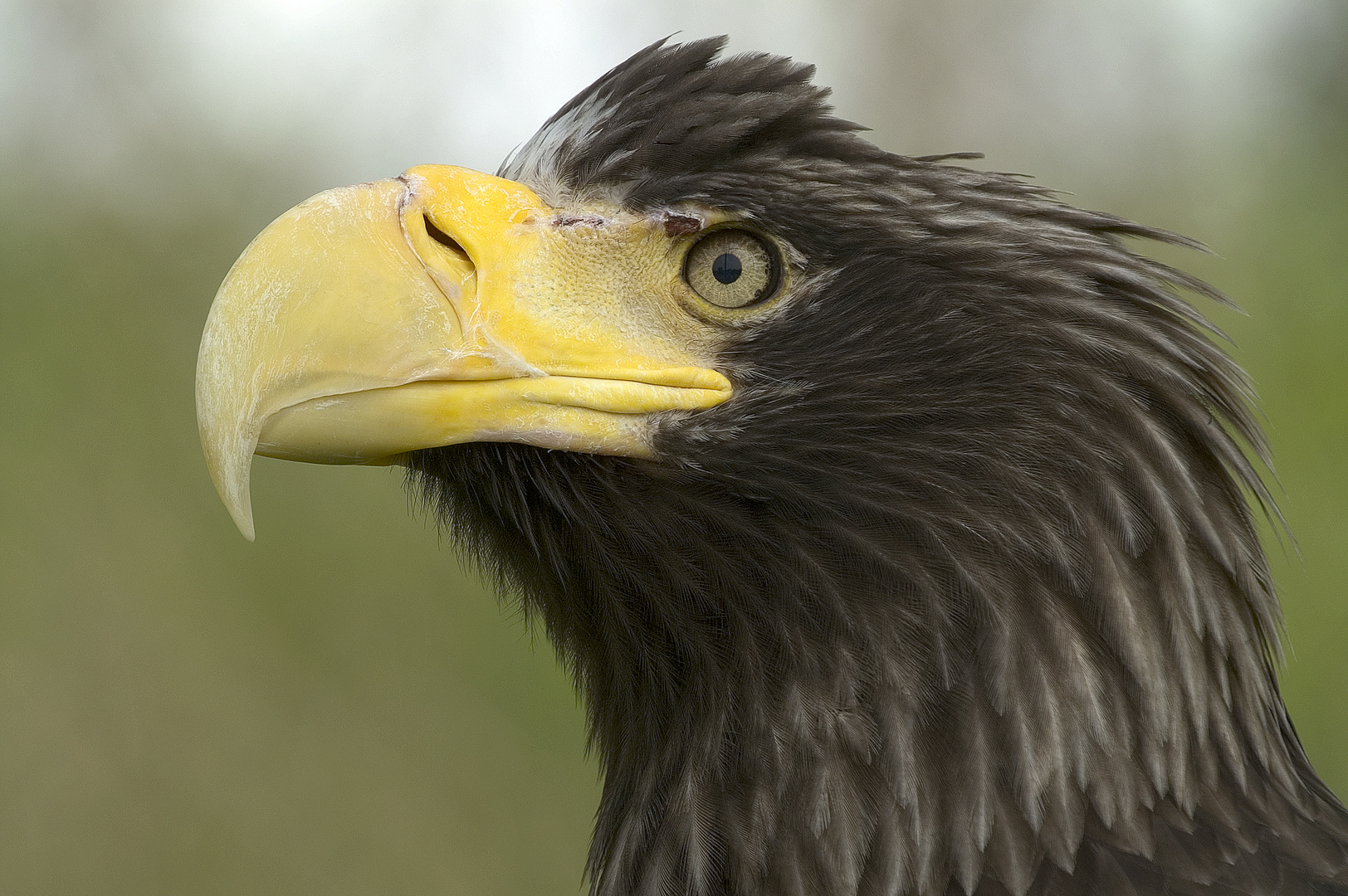 Seeadler