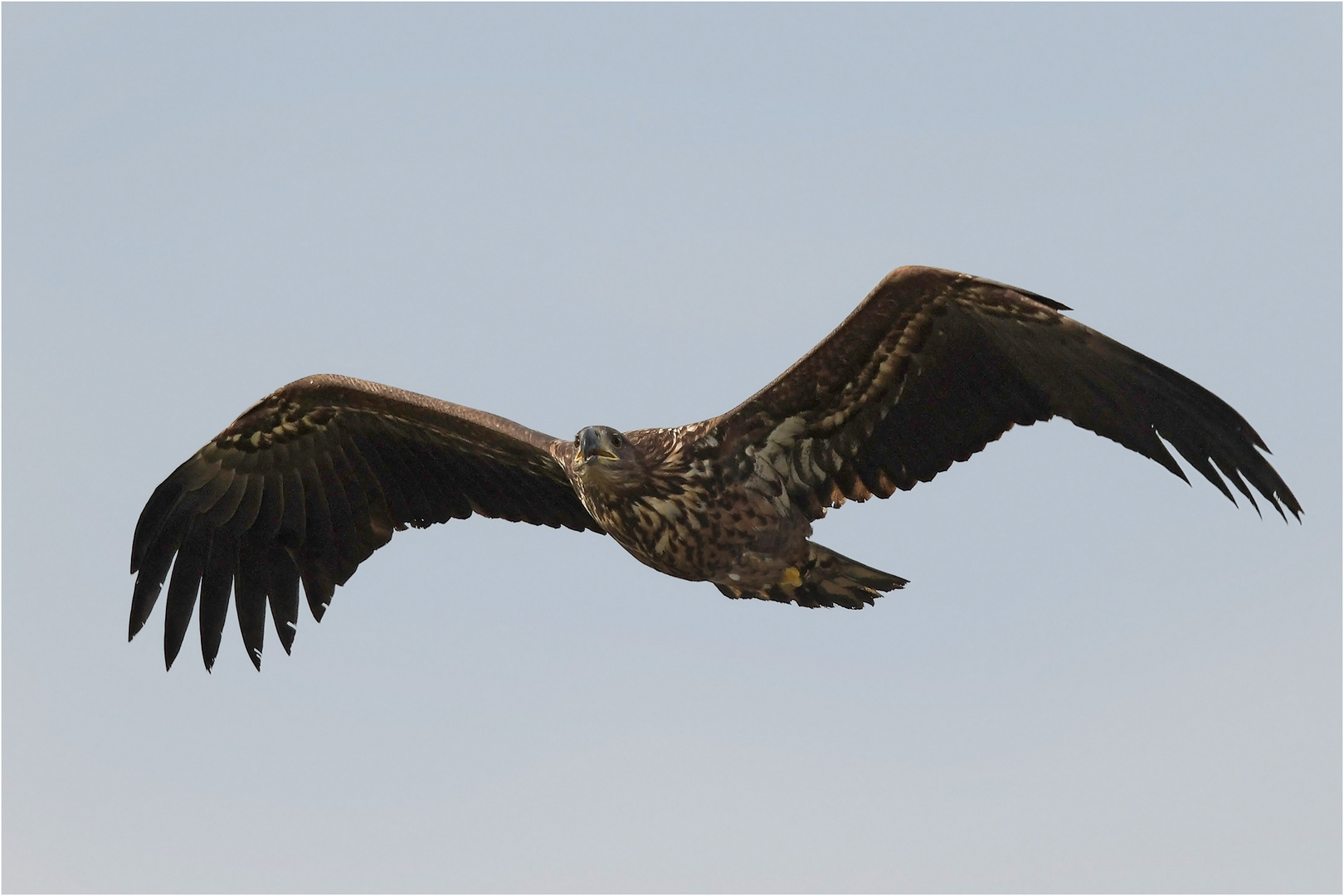 Seeadler