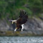 Seeadler....