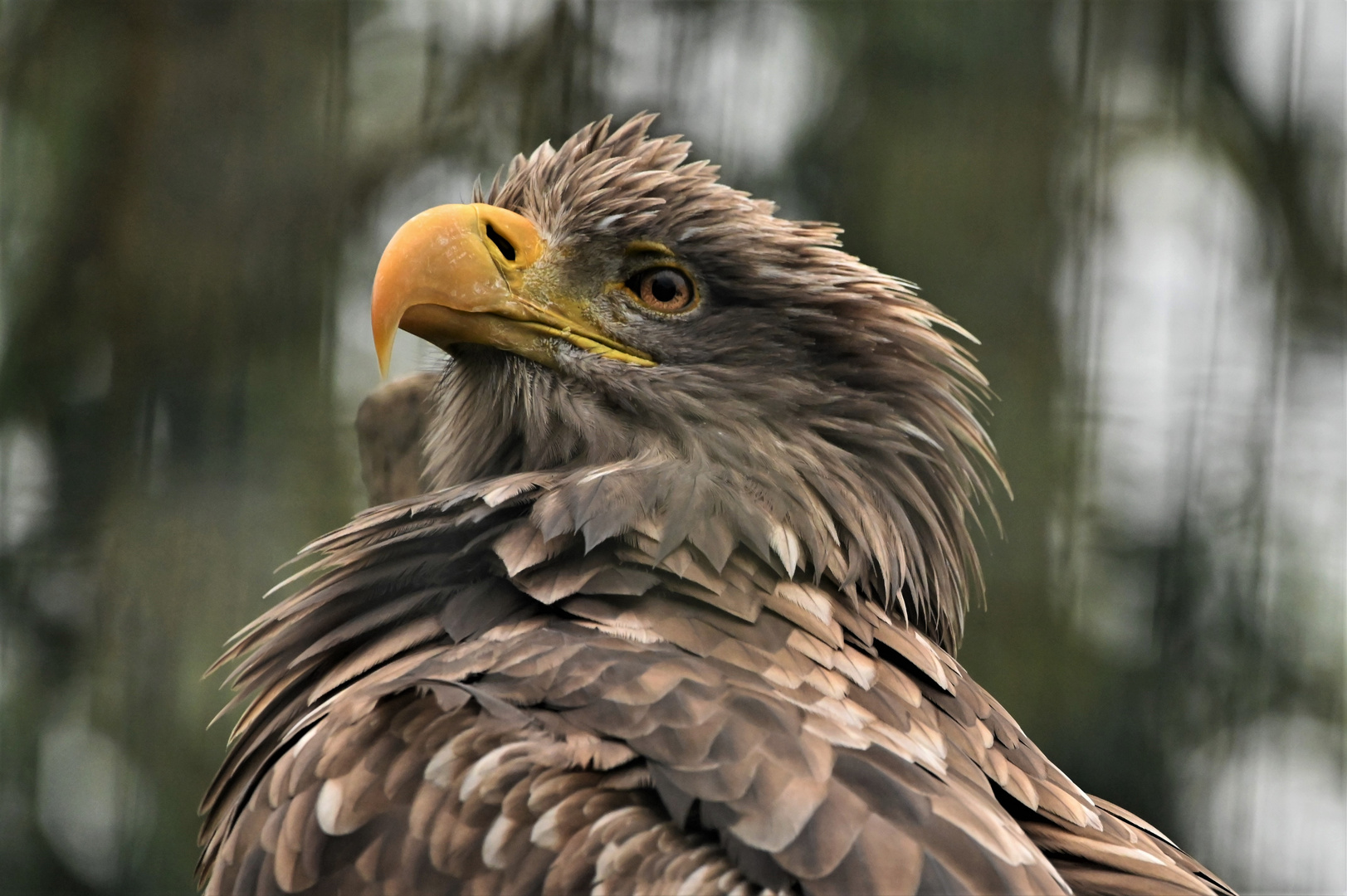 Seeadler