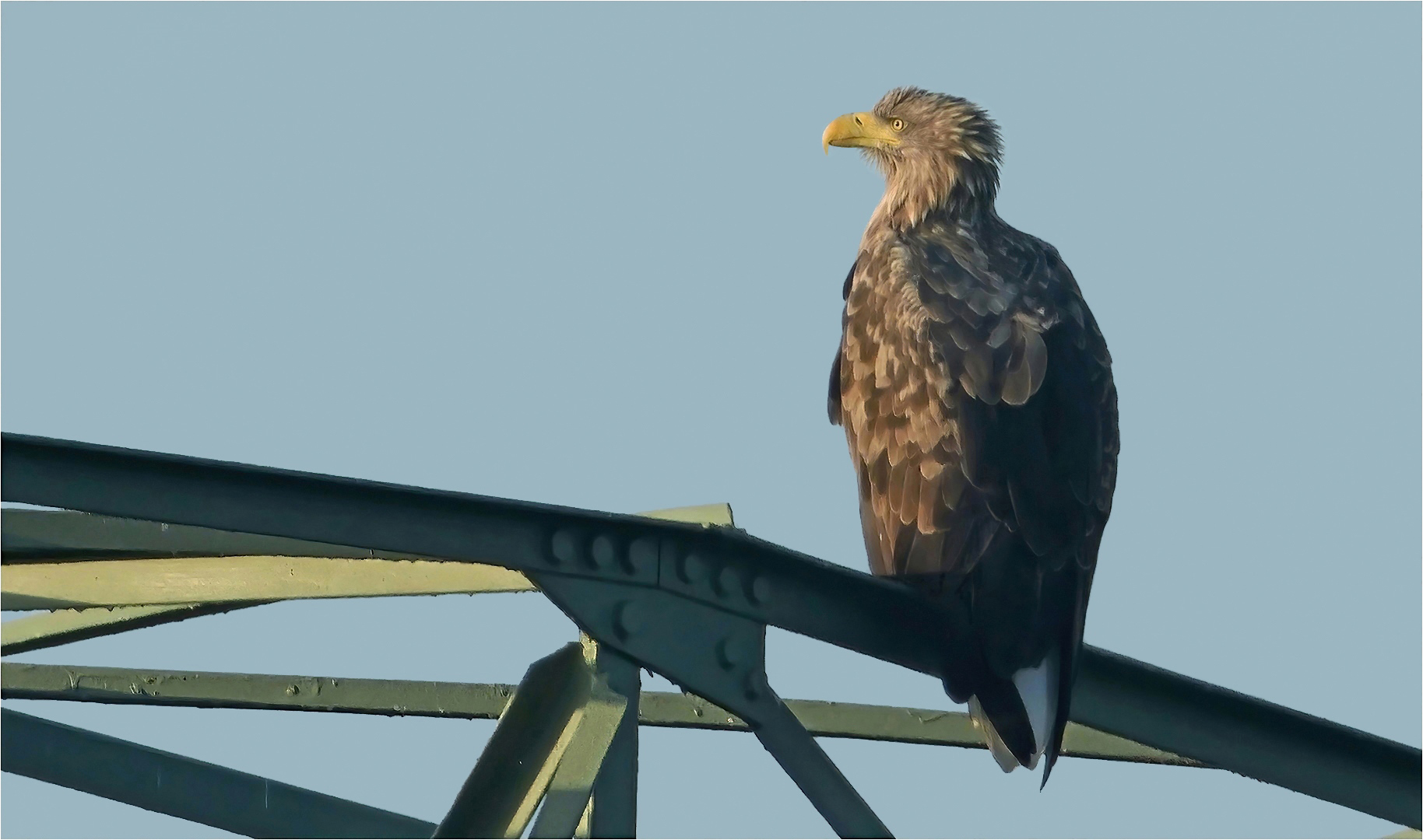 Seeadler