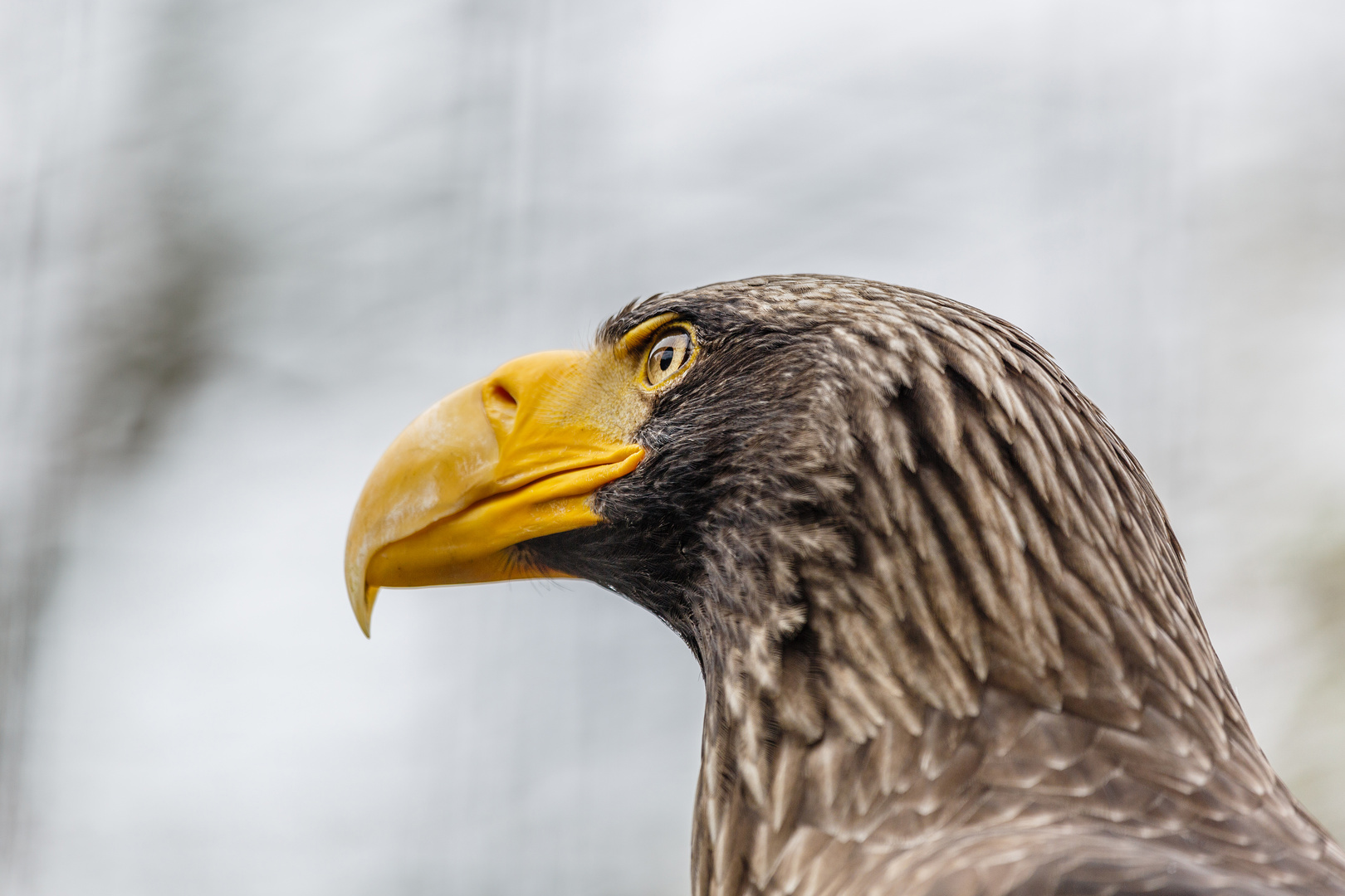 Seeadler