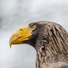 Seeadler