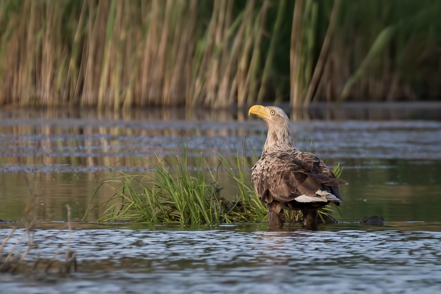 Seeadler