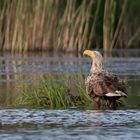 Seeadler