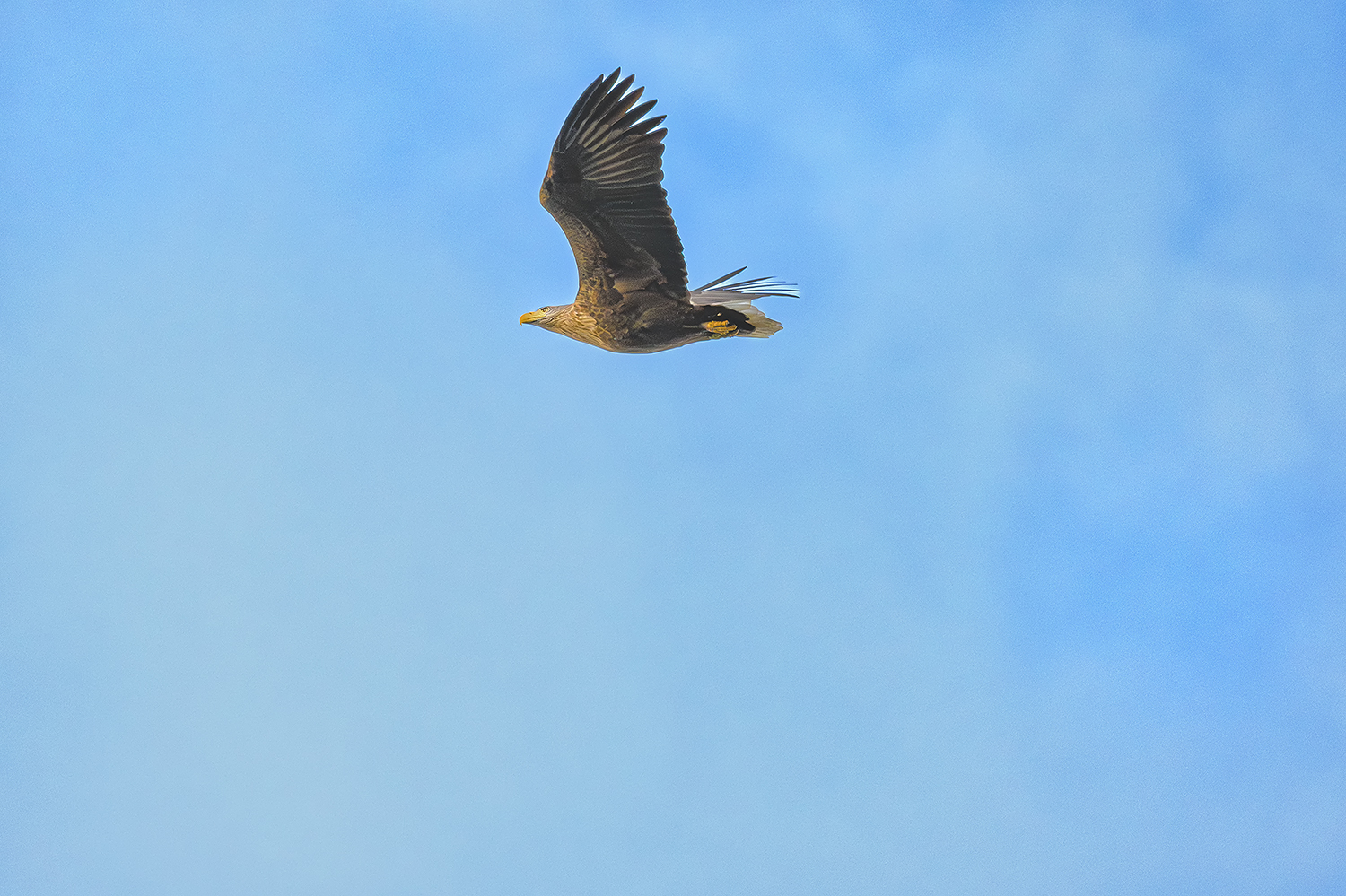 Seeadler 