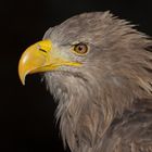 Seeadler