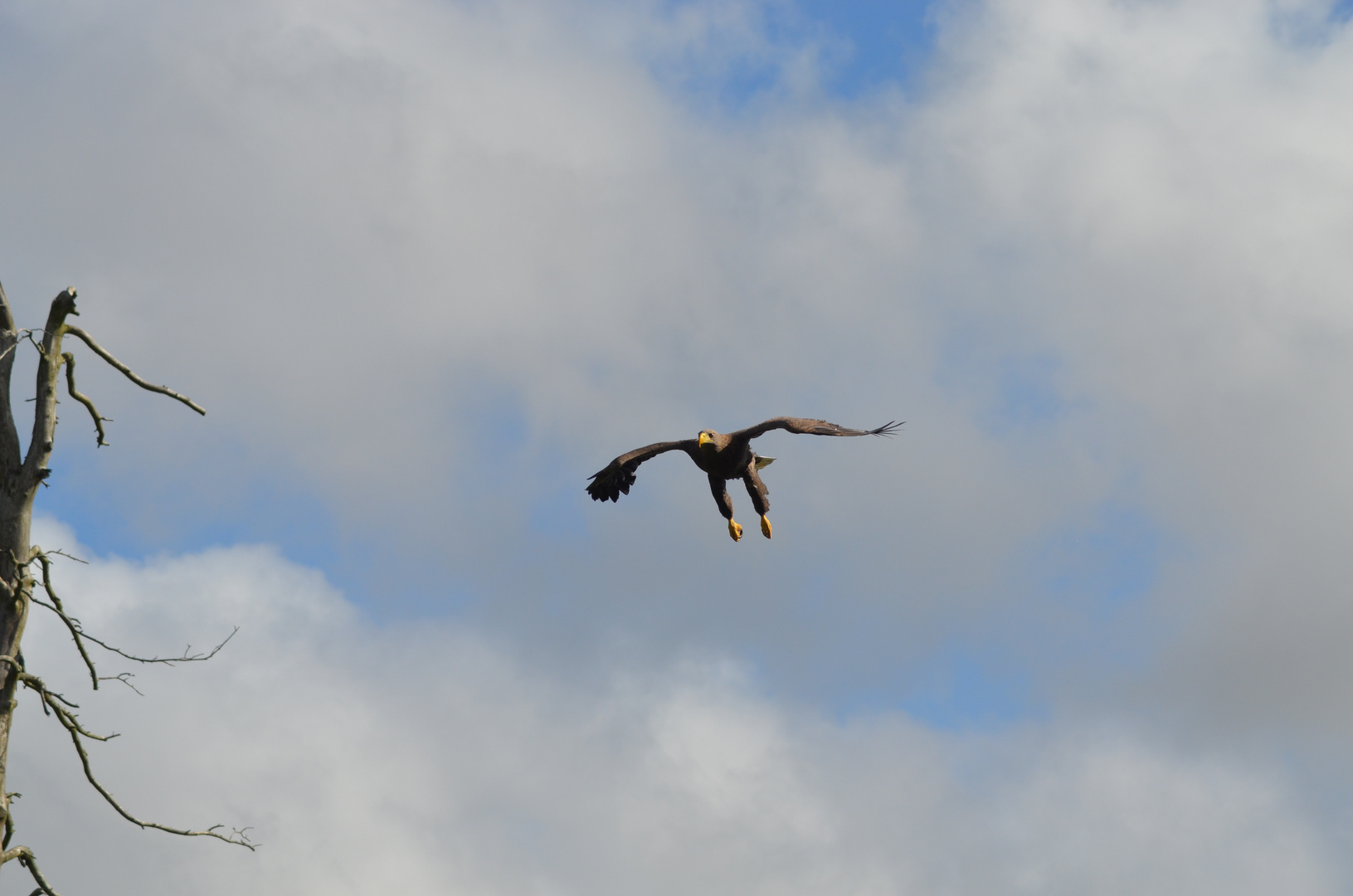 Seeadler