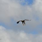 Seeadler