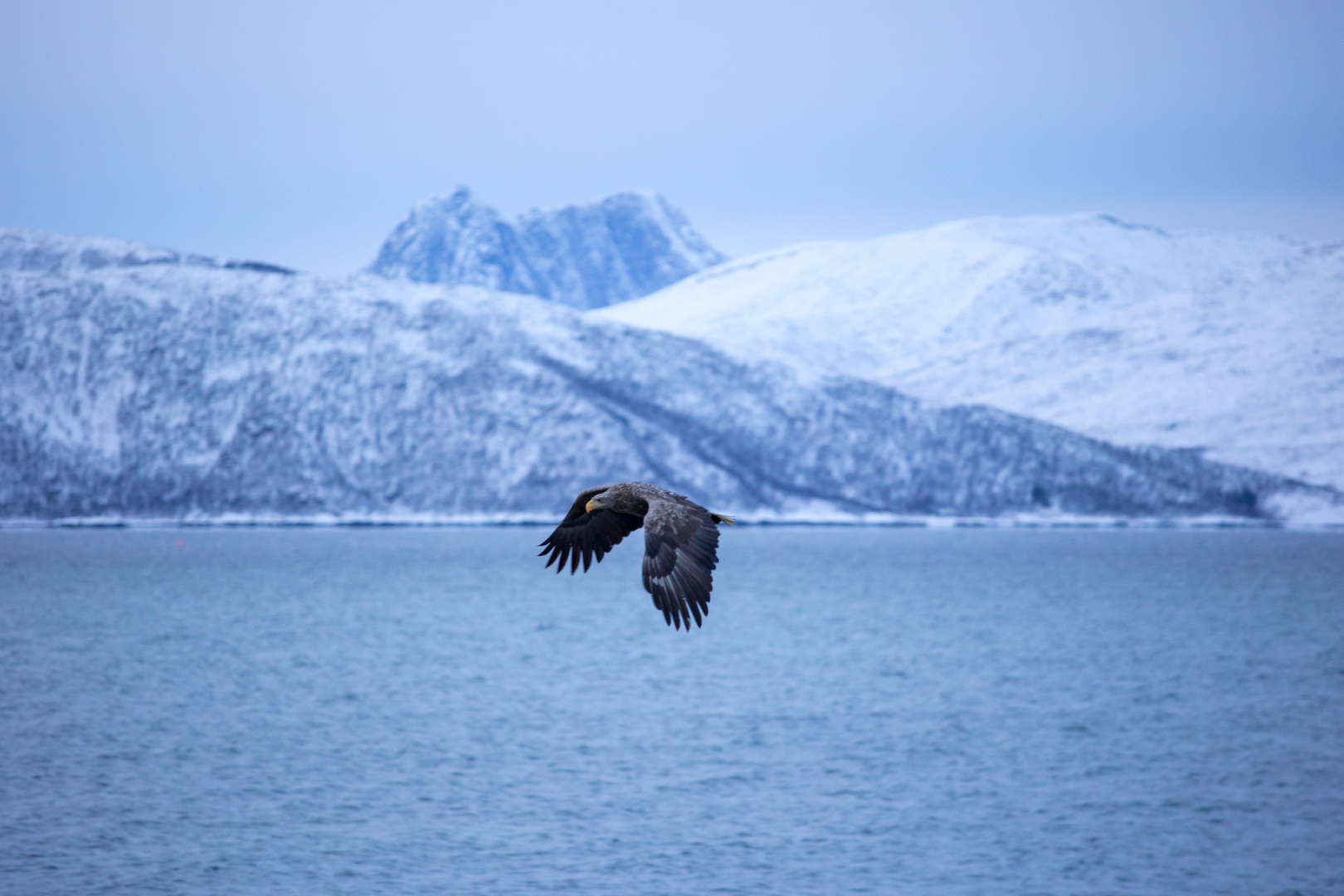 Seeadler