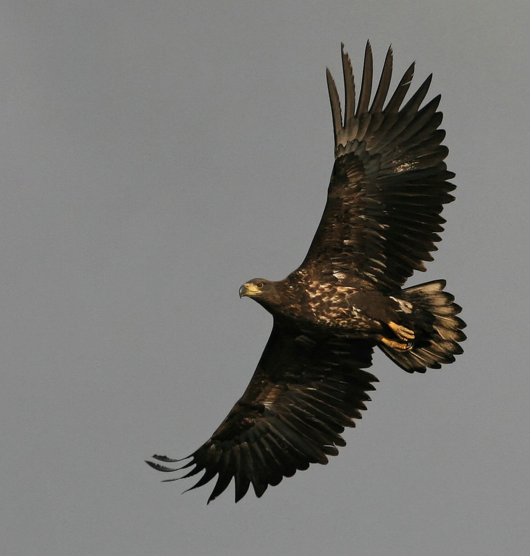 Seeadler