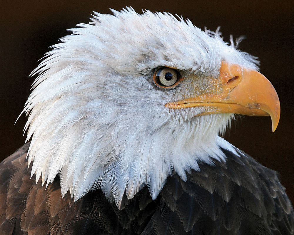 Seeadler