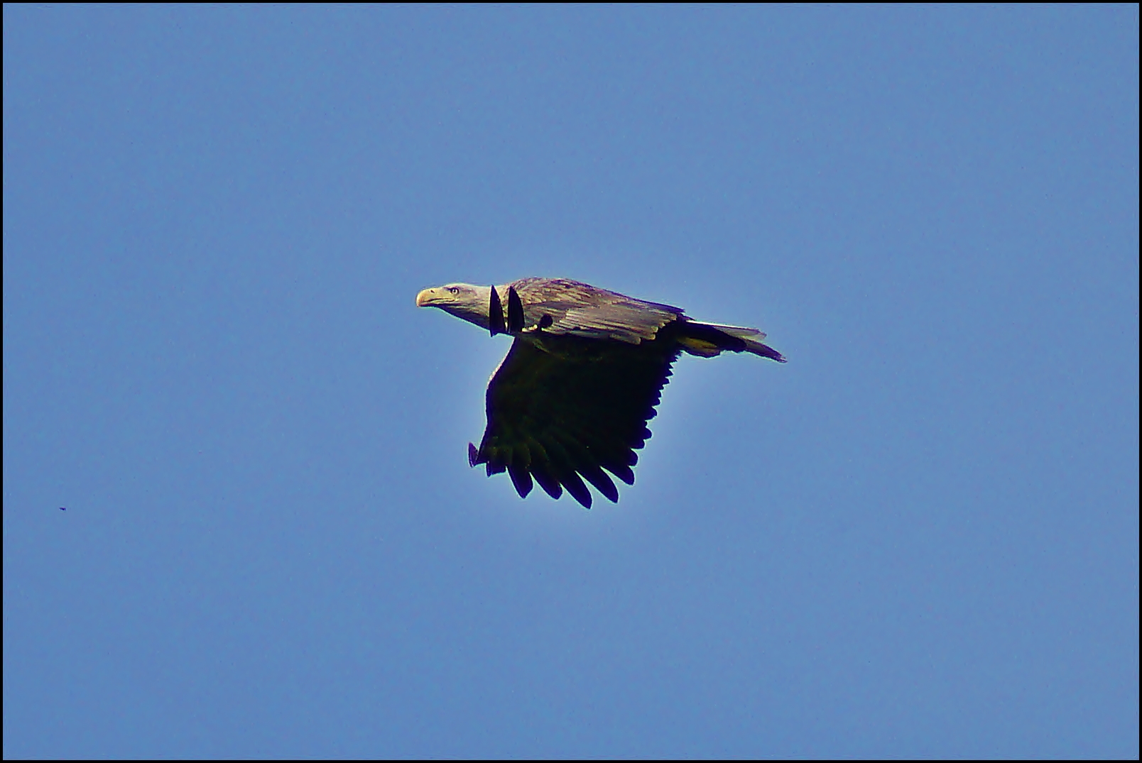 Seeadler