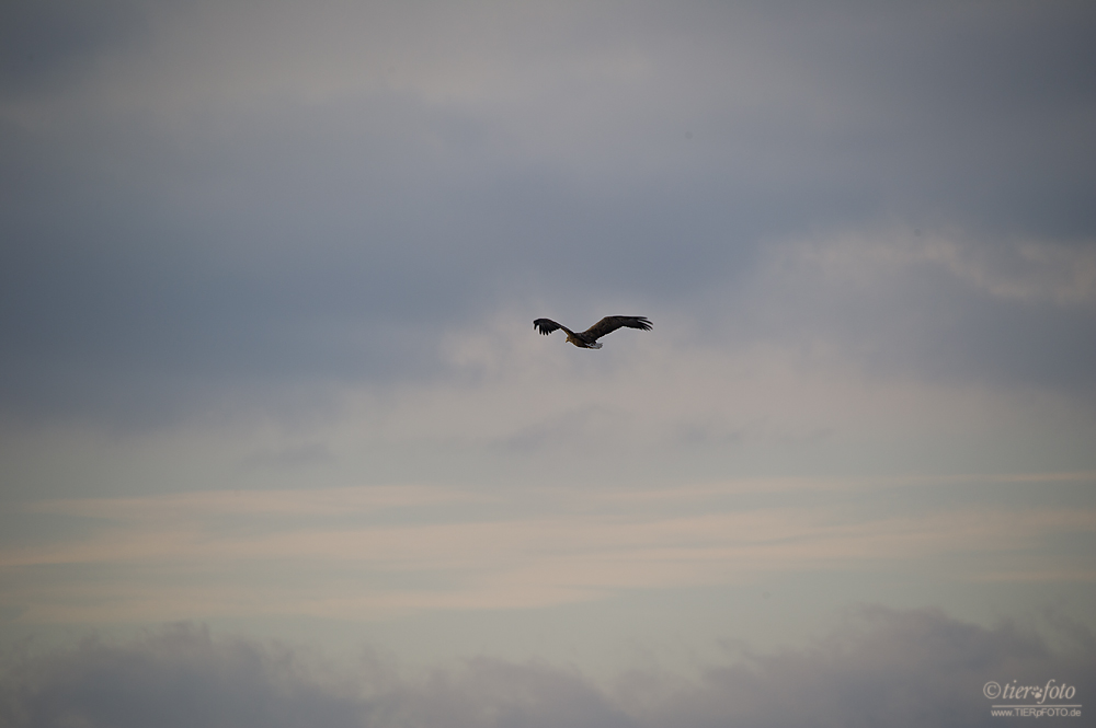 Seeadler