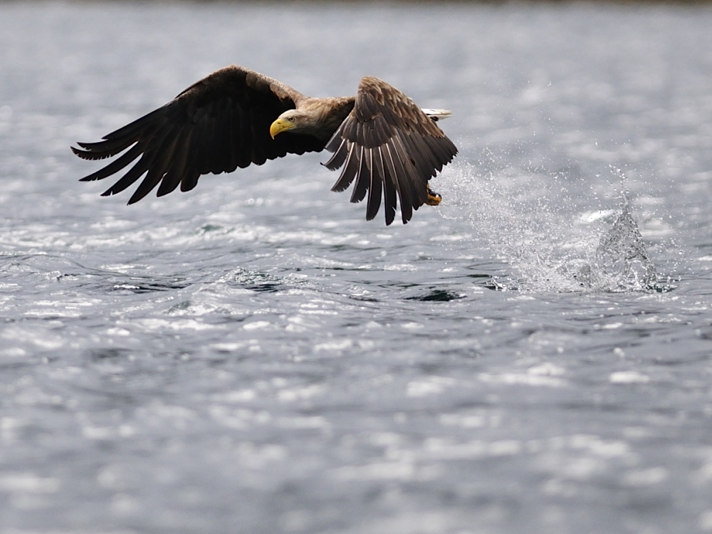 Seeadler - Fehlgriff