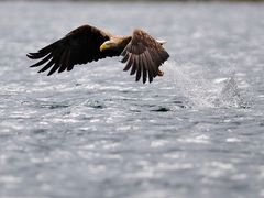 Seeadler - Fehlgriff