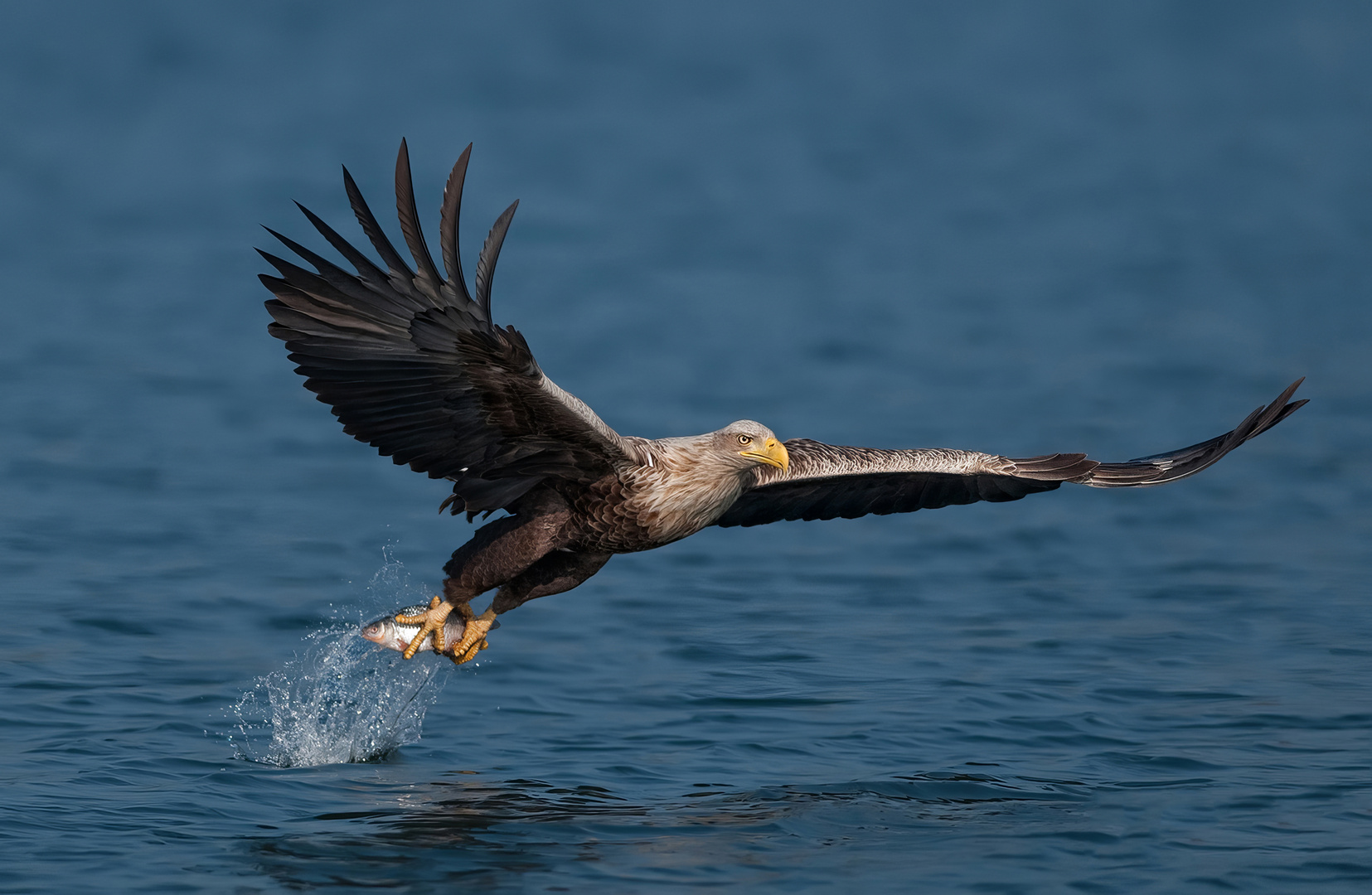 Seeadler Feldberg