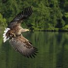 Seeadler - Fest im Griff